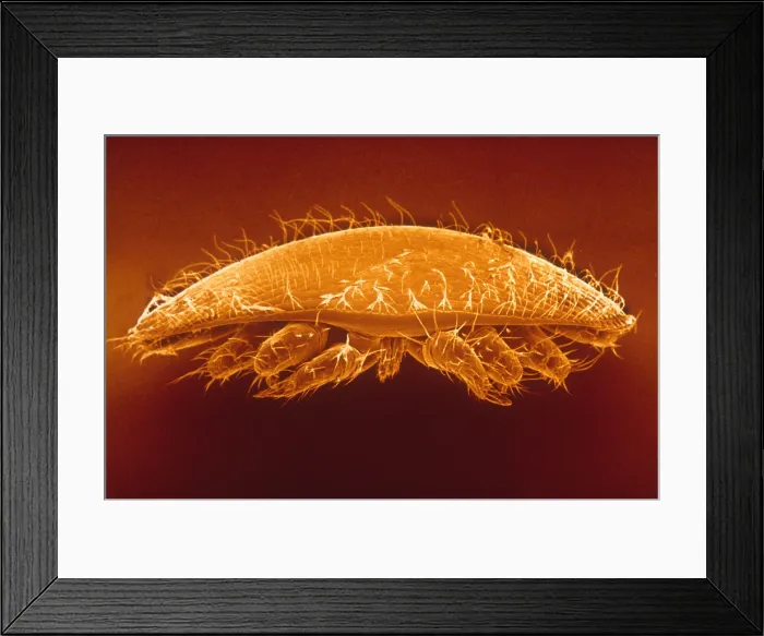 Framed Print : Varroa Mite of Honeybees (SEM)