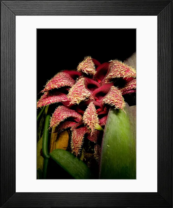 Framed Print : Bulbophyllum Orchid