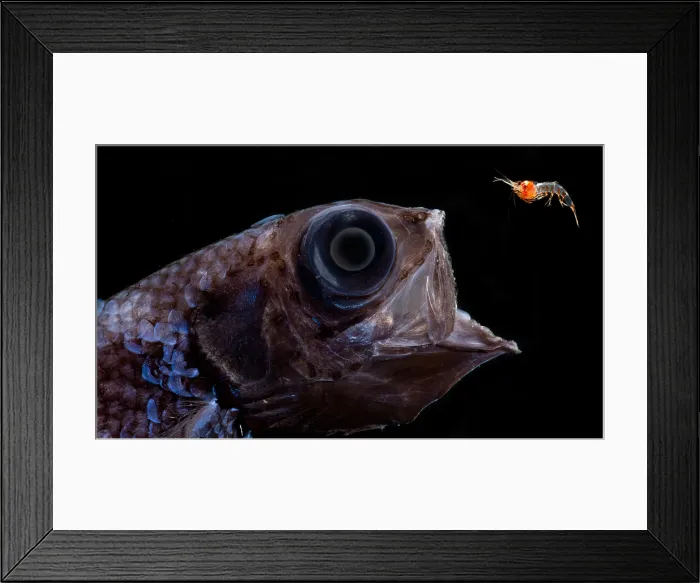 Framed Print : Palebelly Searsid (Barbantus curvifrons) Framed Print : Palebelly Searsid (Barbantus curvifrons)