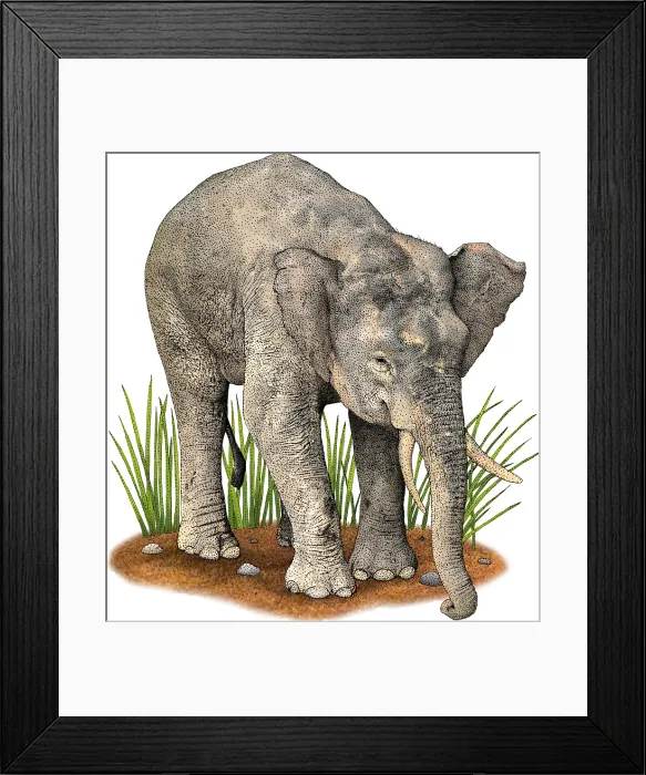 Framed Print : Borneo Pygmy Elephant