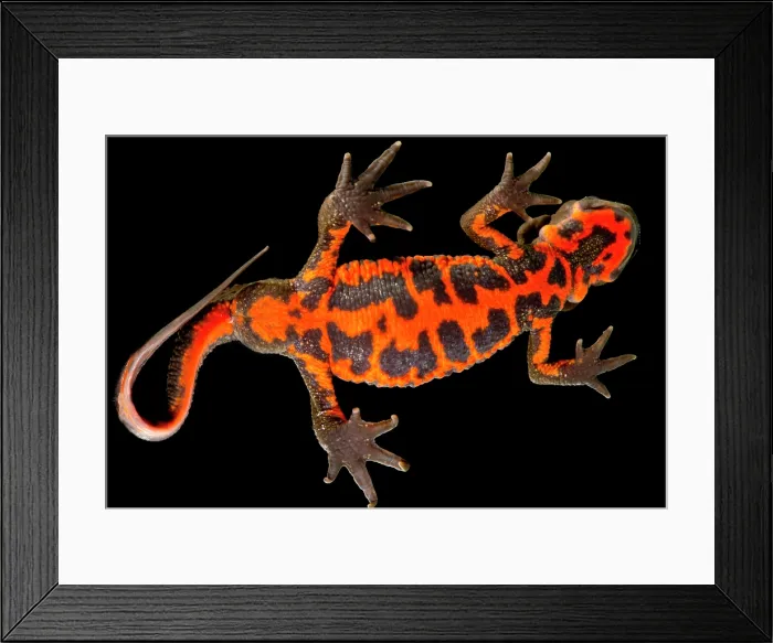Framed Print : Firebelly Newt (Cynops pyrrhogaster) Framed Print : Firebelly Newt (Cynops pyrrhogaster)