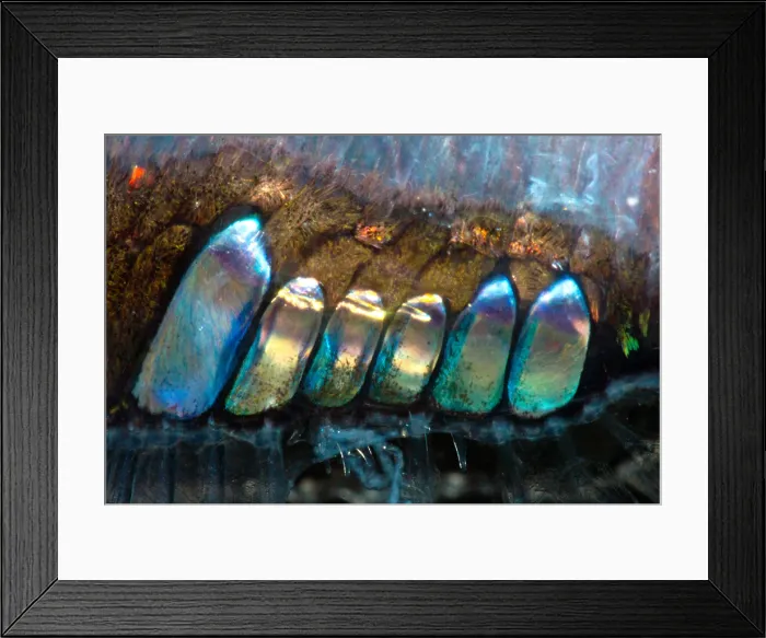 Framed Print : Lovely Hatchetfish (Argyropelecus aculeatus) Framed Print : Lovely Hatchetfish (Argyropelecus aculeatus)