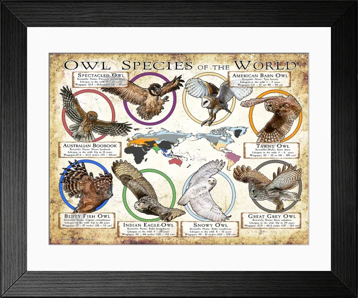 Framed Print : Owl Species of the World