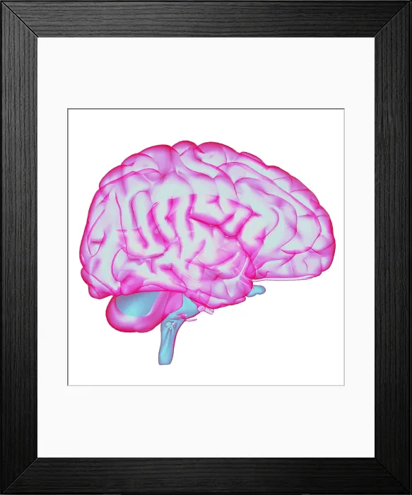 Framed Print : Brain. Illustration of the human brain