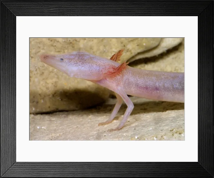 Framed Print : Blind Salamander Framed Print : Blind Salamander
