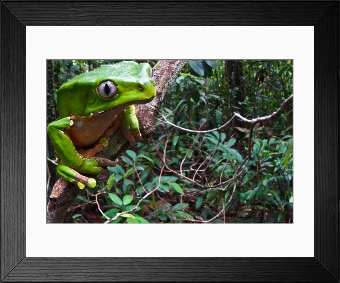 Framed Print : Giant monkey frog (Phyllomedusa bicolor) Framed Print : Giant monkey frog (Phyllomedusa bicolor)