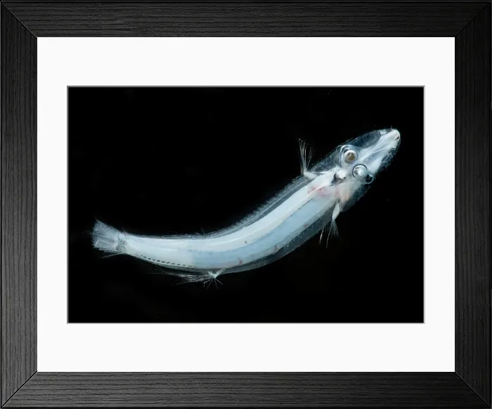 Framed Print : Brownsnout Spookfish (Dolichopteryx longipes) Framed Print : Brownsnout Spookfish (Dolichopteryx longipes)