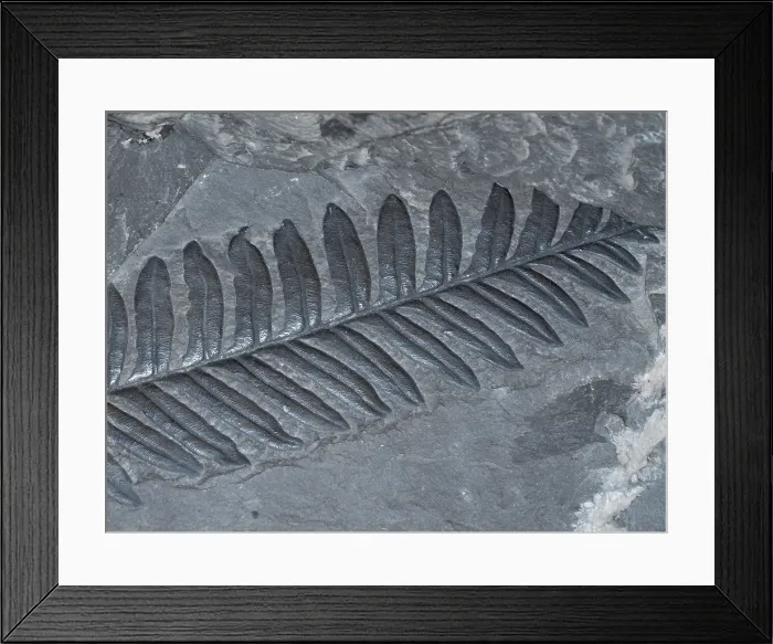 Framed Print : Fossilized Fern Framed Print : Fossilized Fern