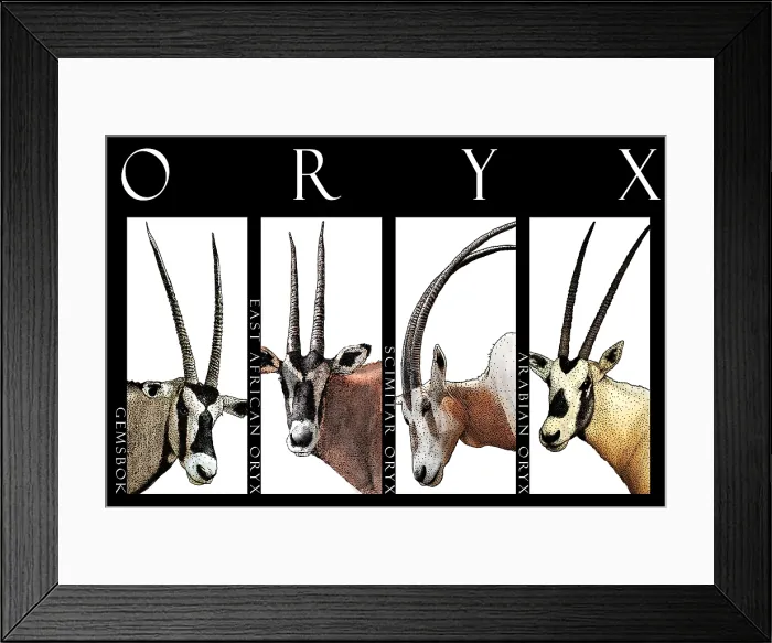 Framed Print : Oryx of the World Framed Print : Oryx of the World