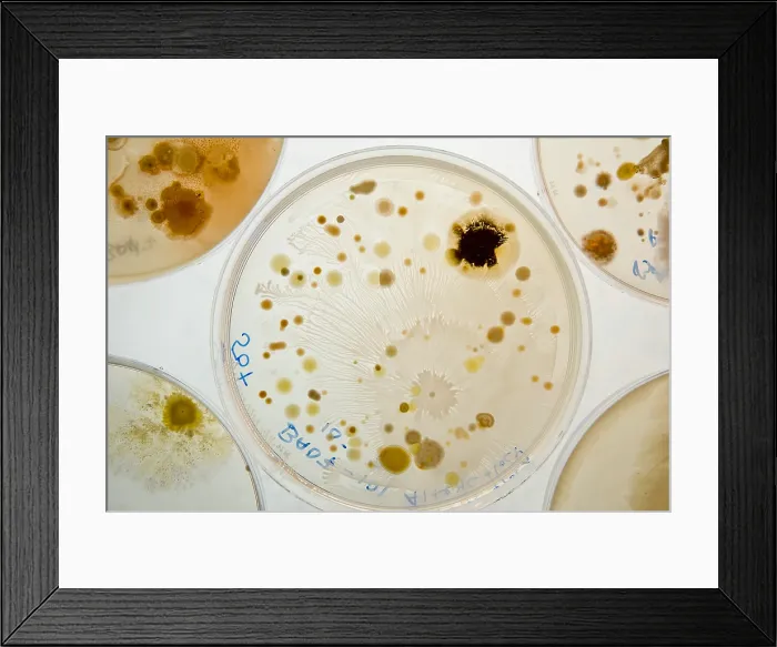Framed Print : Marine Actinomycetes