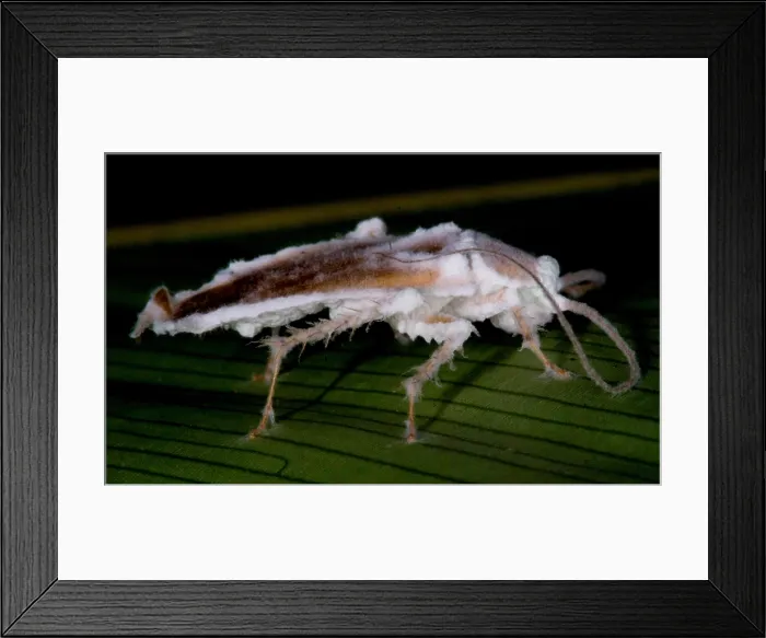 Framed Print : Fungus-Killed Insect