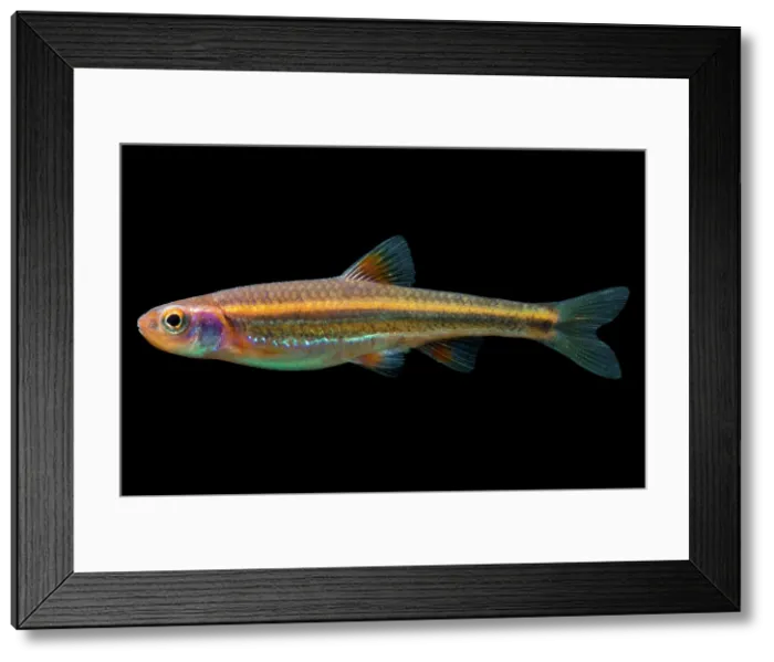 Framed Print : Rainbow Shiners (Notropis chrosomus)