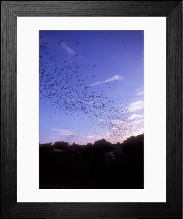 Framed Print : Mexican Freetail Bats