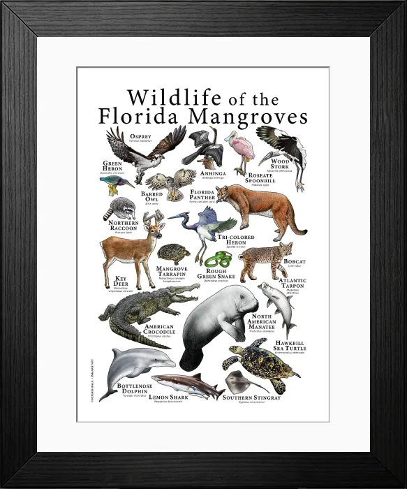 Framed Print : Wildlife of the Florida Mangroves Framed Print : Wildlife of the Florida Mangroves