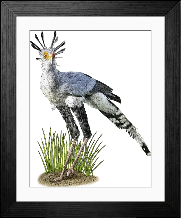 Framed Print : Secretarybird Framed Print : Secretarybird