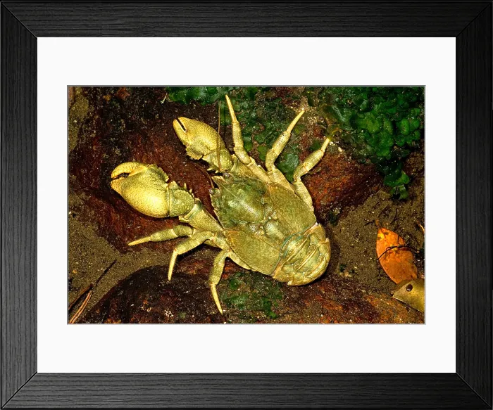 Framed Print : Freshwater Crab Framed Print : Freshwater Crab