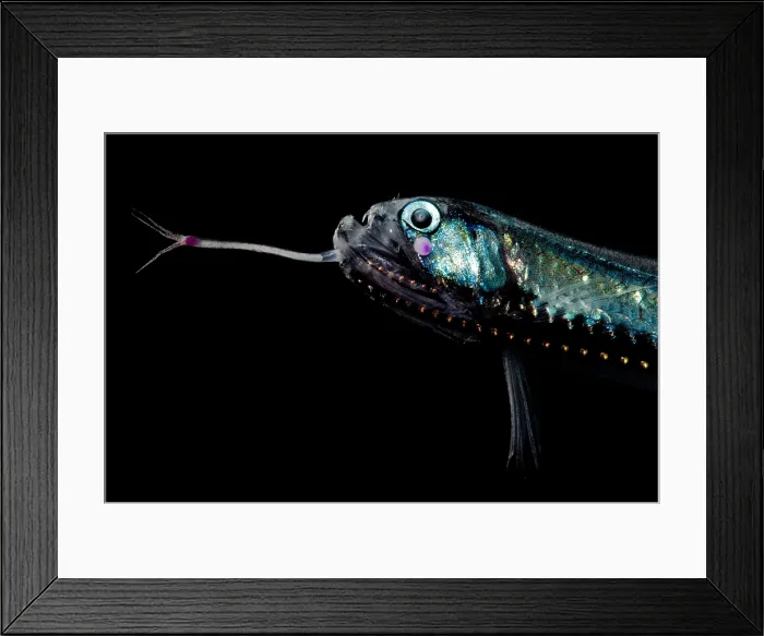 Framed Print : Gunther's Boafish Framed Print : Gunther's Boafish