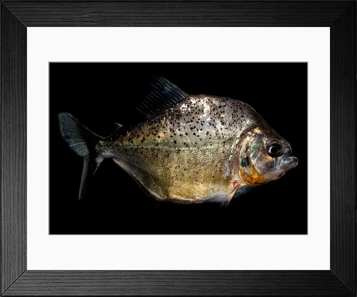 Framed Print : Piranhas are South American fish that typically swim in large schools Framed Print : Piranhas are South American fish that typically swim in large schools