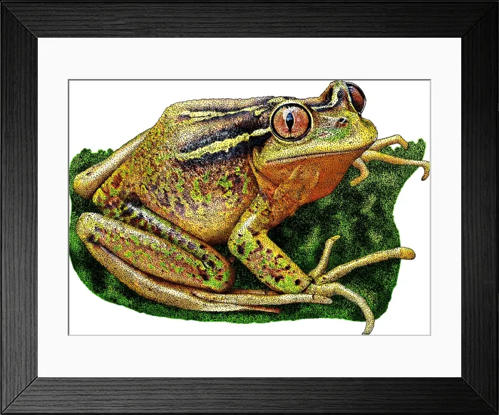 Framed Print : Chilean Tree Frog, Illustration Framed Print : Chilean Tree Frog, Illustration
