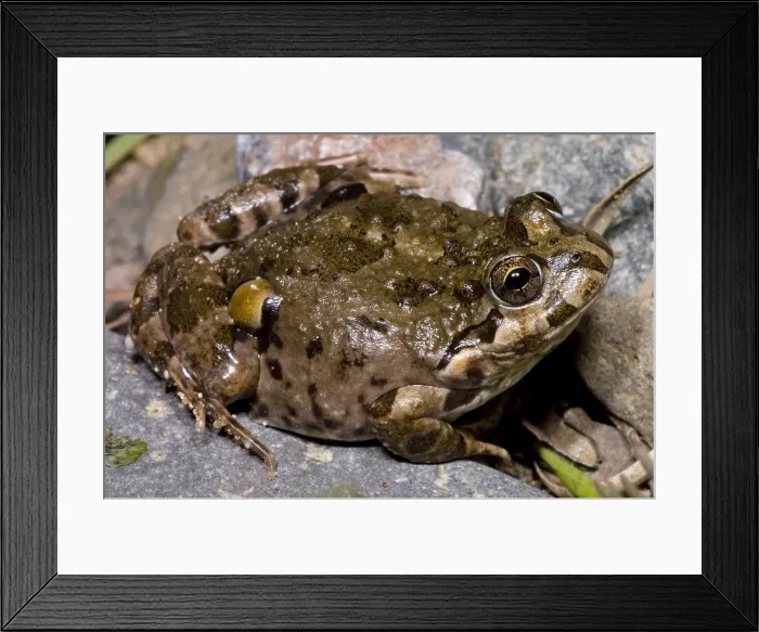 Framed Print : Chilean Four-eyed Frog
