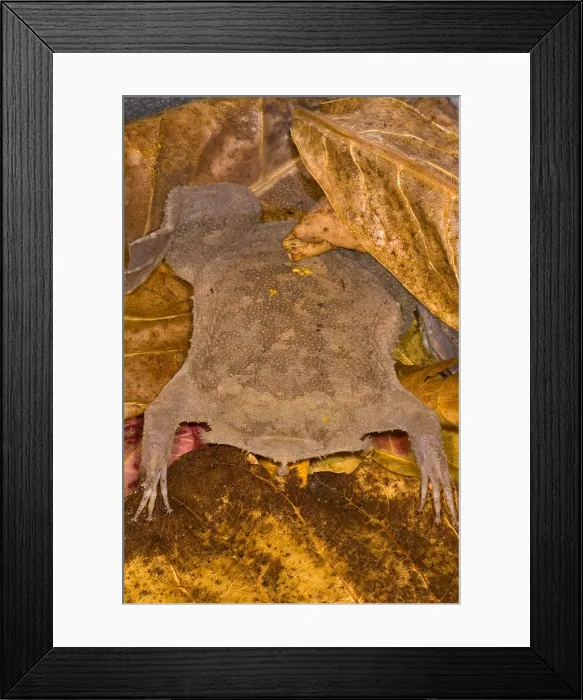 Framed Print : Surinam Toad Framed Print : Surinam Toad