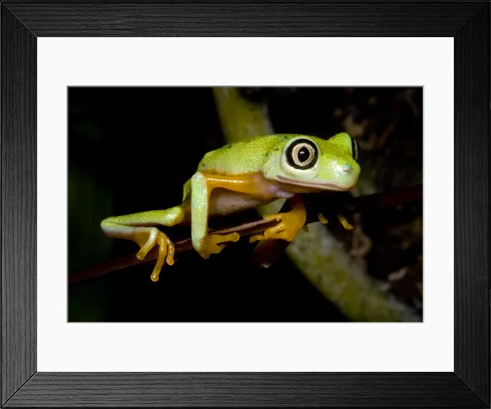 Framed Print : Tree Frog. Hylomantis lemur, the white eyed leaf frog, is a critically threatened species Framed Print : Tree Frog. Hylomantis lemur, the white eyed leaf frog, is a critically threatened species