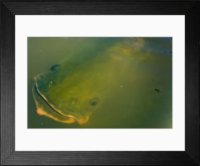 Framed Print : Pirarucu or Arapaima Framed Print : Pirarucu or Arapaima