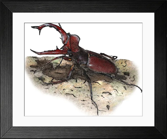 Framed Print : Giant Stag Beetle, Illustration Framed Print : Giant Stag Beetle, Illustration
