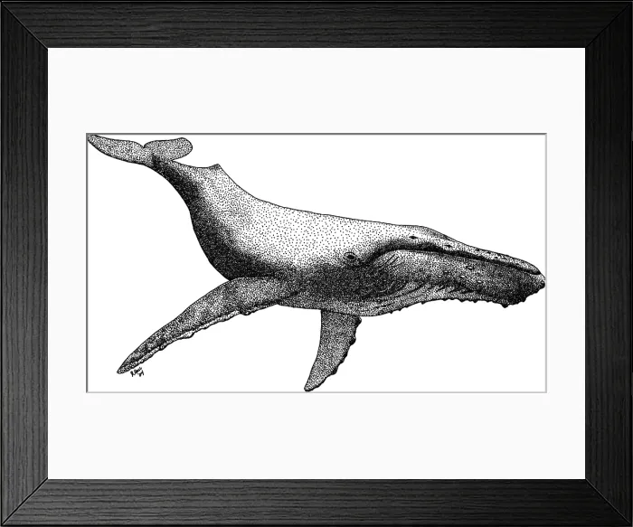 Framed Print : Humpback Whale Framed Print : Humpback Whale