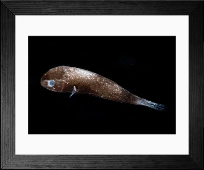 Framed Print : Larval male Leftvent, Linophrynidae Framed Print : Larval male Leftvent, Linophrynidae