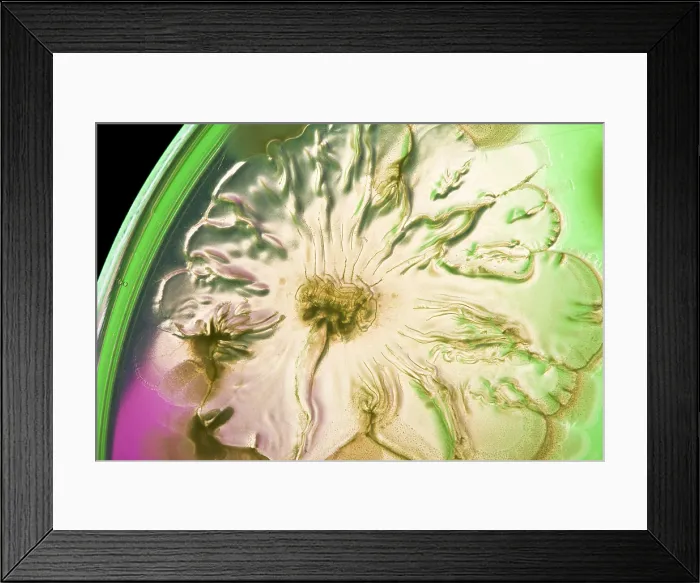 Framed Print : Marine Actinomycetes