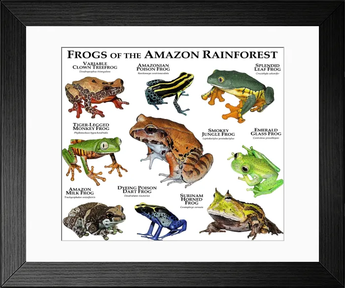Framed Print : Frogs of the Amazon Rainforest Framed Print : Frogs of the Amazon Rainforest