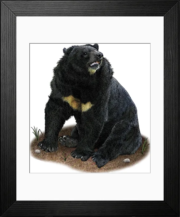 Framed Print : Asian Black Bear, Illustration Framed Print : Asian Black Bear, Illustration