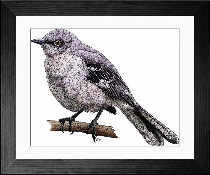 Framed Print : Northern mockingbird Framed Print : Northern mockingbird