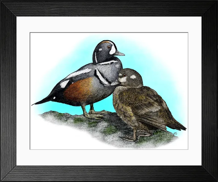 Framed Print : Harlequin Ducks