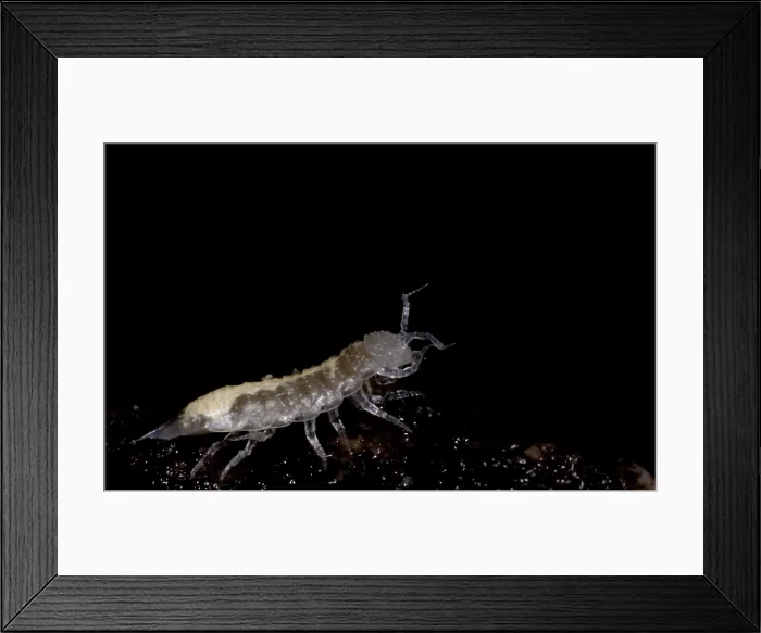 Framed Print : Isopods are crustaceans with species that live both on land and in the water Framed Print : Isopods are crustaceans with species that live both on land and in the water