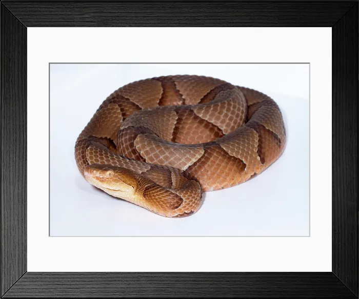 Framed Print : Copperhead, Agkistrodon contortrix Framed Print : Copperhead, Agkistrodon contortrix