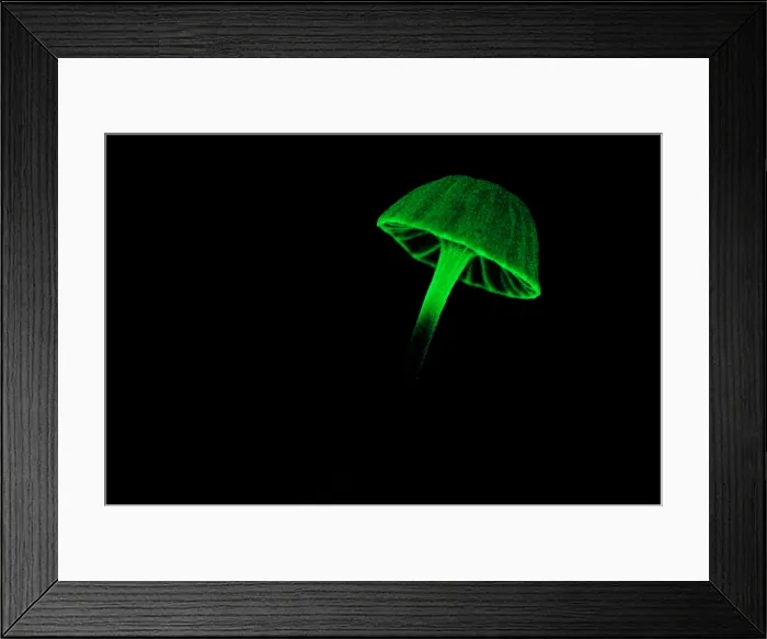 Framed Print : Bioluminescent Fungi