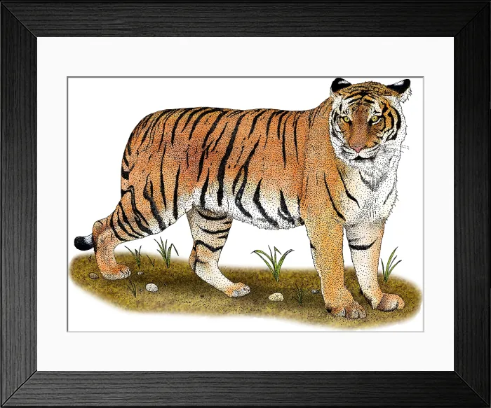 Framed Print : Malayan Tiger