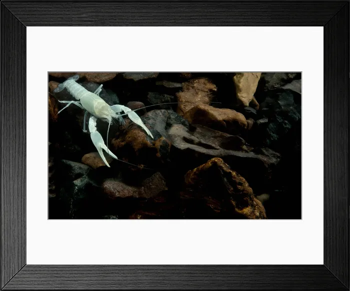 Framed Print : Oklahoma Cave Crayfish Framed Print : Oklahoma Cave Crayfish