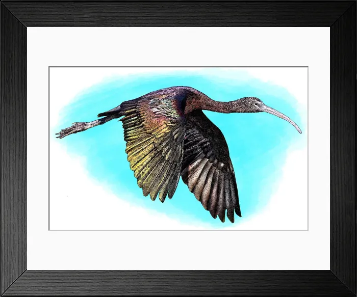 Framed Print : Glossy Ibis Framed Print : Glossy Ibis