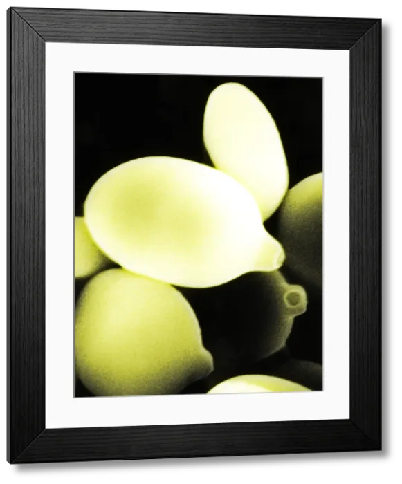 Framed Print : Agaricus Mushroom Spores Framed Print : Agaricus Mushroom Spores
