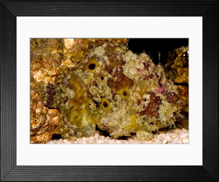 Framed Print : Frogfish, Antennarius sp. are some of the most cryptic predators found Framed Print : Frogfish, Antennarius sp. are some of the most cryptic predators found