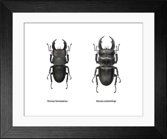 Framed Print : Two Horned Beetles, Dorcus genus Framed Print : Two Horned Beetles, Dorcus genus
