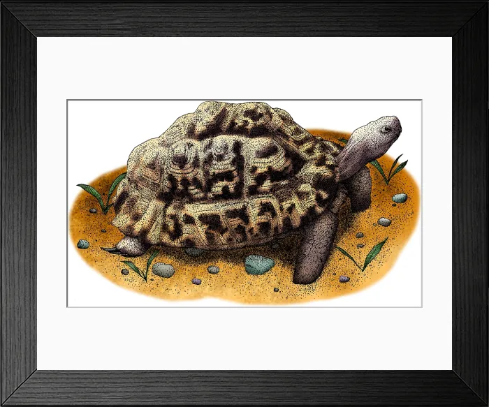 Framed Print : Leopard Tortoise Framed Print : Leopard Tortoise