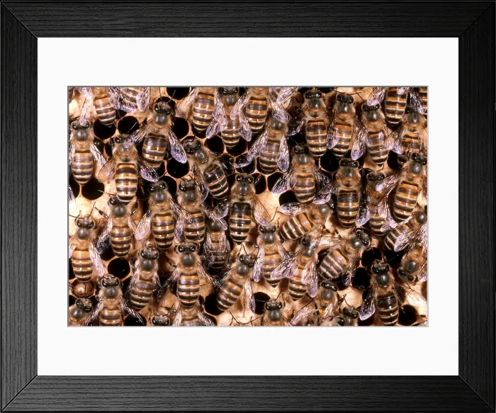 Framed Print : Asian Honeybees Framed Print : Asian Honeybees