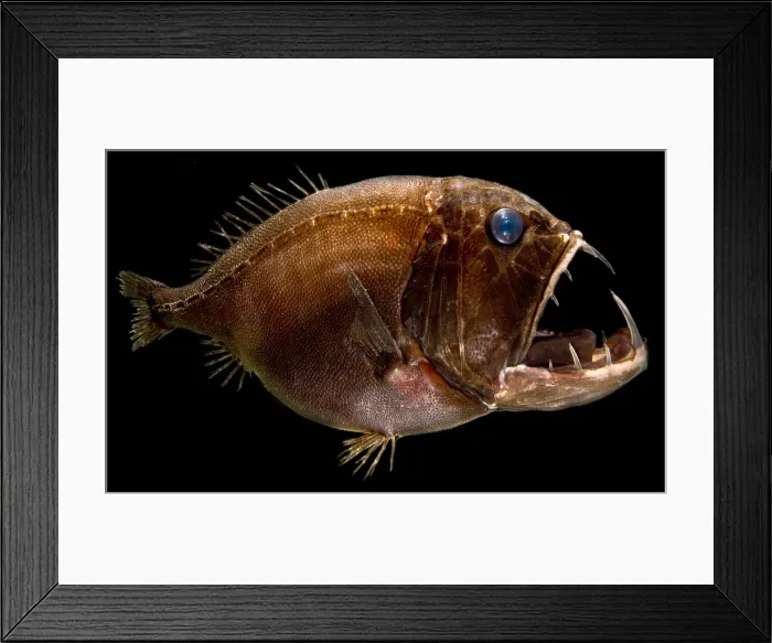Framed Print : Deep Sea Fangtooth Framed Print : Deep Sea Fangtooth