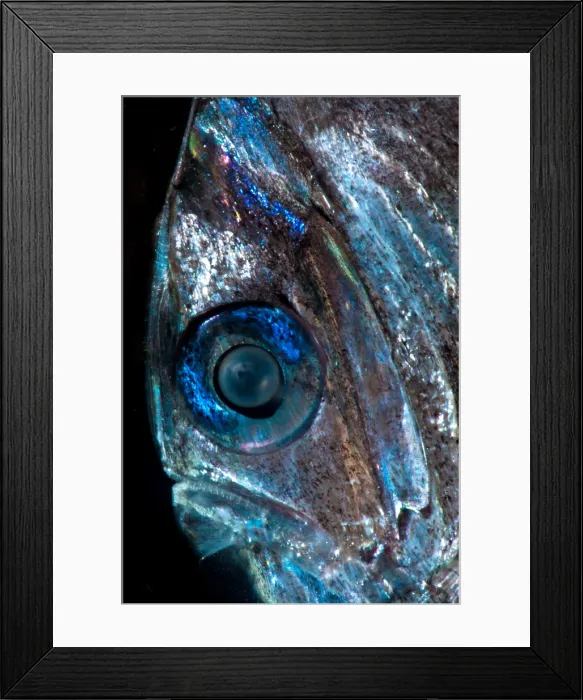Framed Print : Diaphanous Hatchetfish (Sternoptyx diaphana) Framed Print : Diaphanous Hatchetfish (Sternoptyx diaphana)