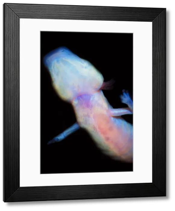 Framed Print : Texas Blind Salamander Framed Print : Texas Blind Salamander
