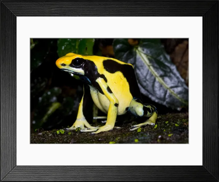 Framed Print : Dyeing Poison Frog Framed Print : Dyeing Poison Frog